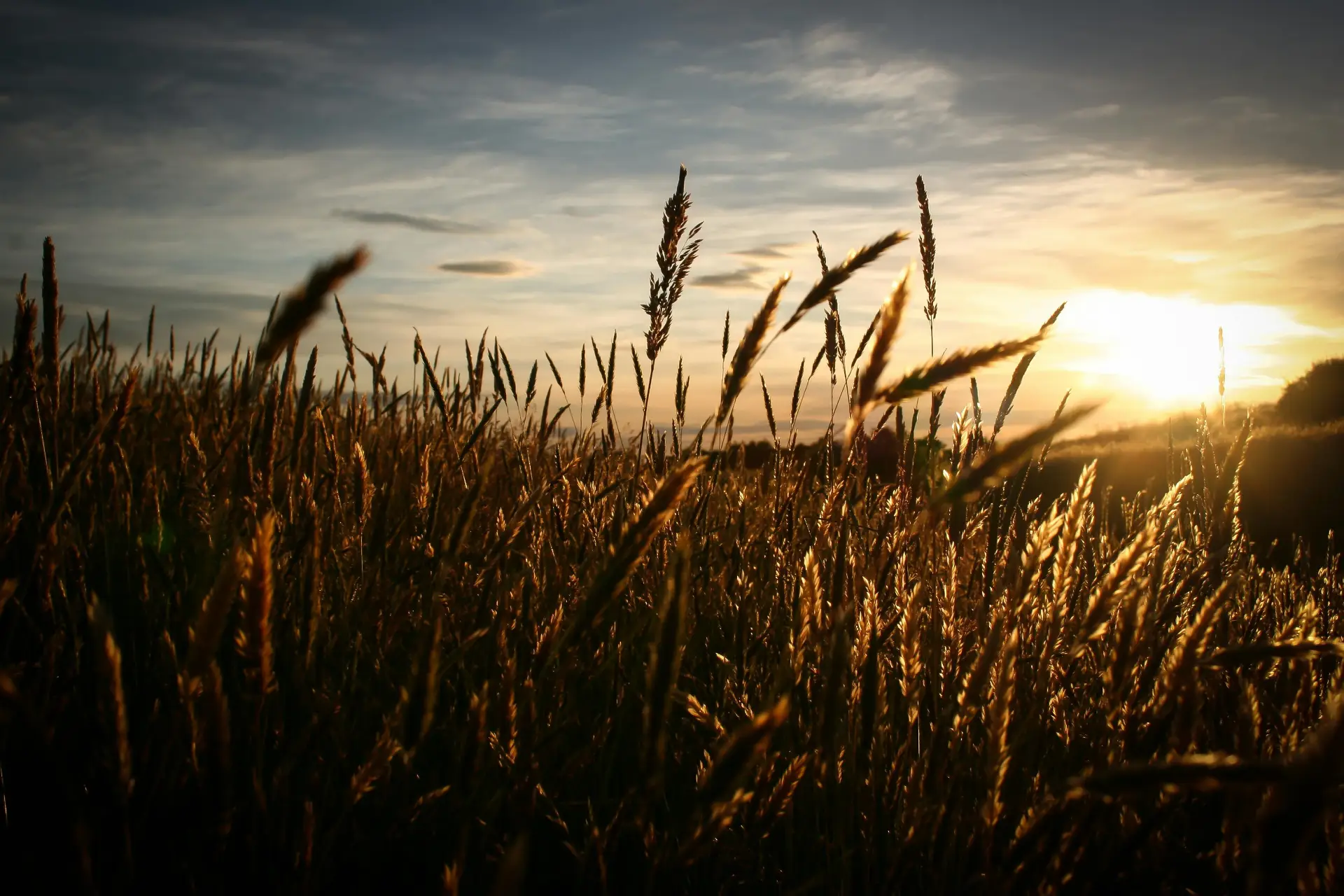 Wheat field at dusk